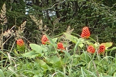 P9056771 (440x293).jpg