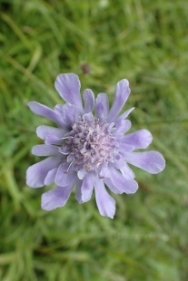 P9056775 (207x310).jpg
