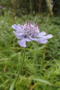 P9056776 (207x310).jpg