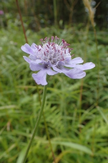P9056776 (373x560).jpg