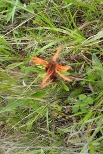 P9056784 (207x310).jpg