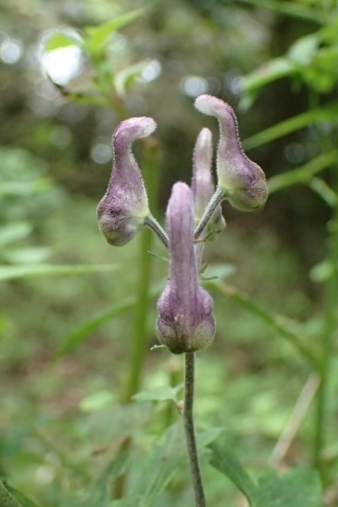 P9056795 (373x560).jpg