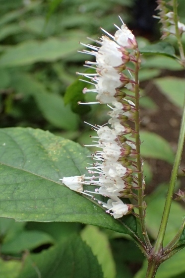 P9056797 (373x560).jpg