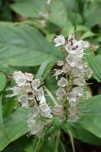 P9056798 (207x310).jpg