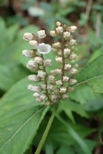 P9056799 (207x310).jpg