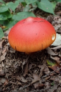 P9056801 (207x310).jpg