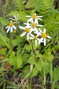 P9056803 (207x310).jpg