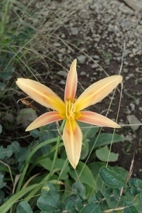 P9056805 (207x310).jpg