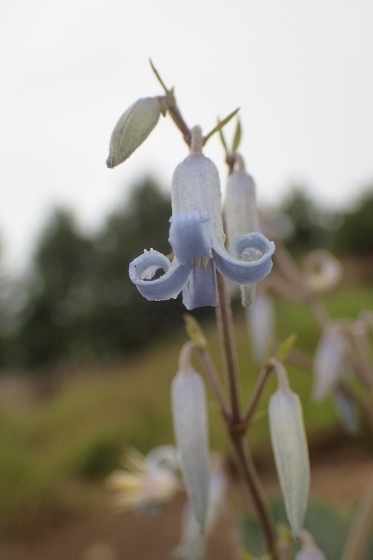 P9056808 (373x560).jpg