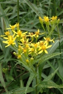 P9056812 (207x310).jpg