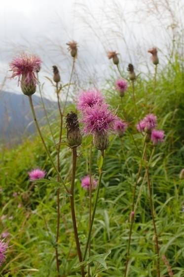 P9056813 (373x560).jpg