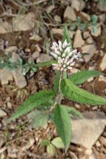 P9056821 (207x310).jpg