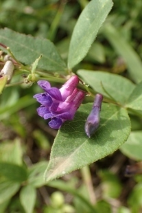 P9056822 (207x310).jpg