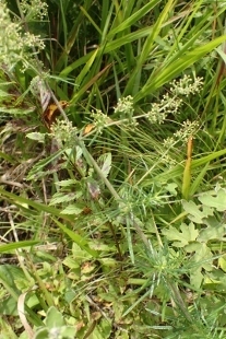 P9056824 (207x310).jpg