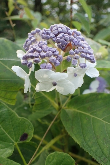 P9056826 (373x560).jpg
