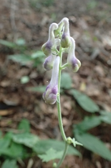 P9056828 (373x560).jpg