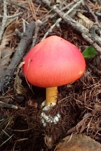 P9056830 (207x310).jpg
