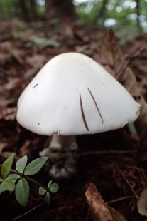 P9056831 (207x310).jpg