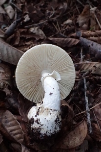 P9056832 (207x310).jpg