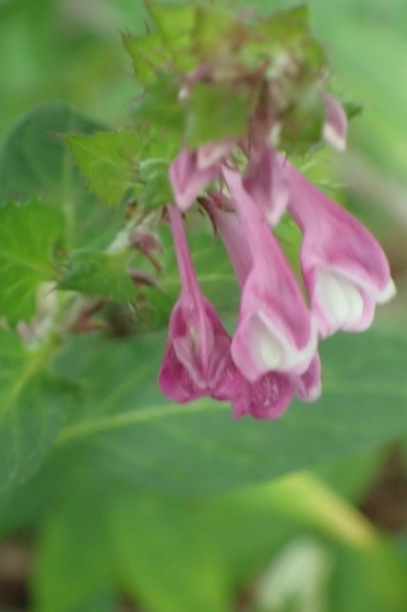 P9056835 (373x560).jpg