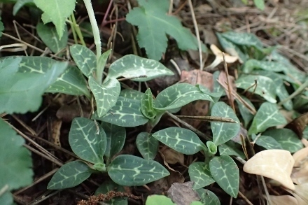 P9056843 (440x293).jpg
