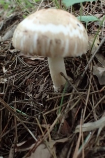 P9056846 (207x310).jpg