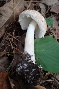 P9056847 (207x310).jpg