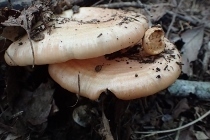 P9056848 (210x140).jpg