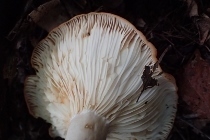 P9056849 (210x140).jpg