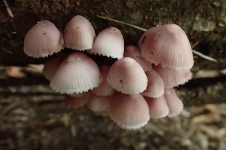 P9056851 (440x293).jpg