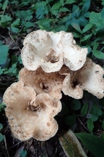 P9056857 (207x310).jpg