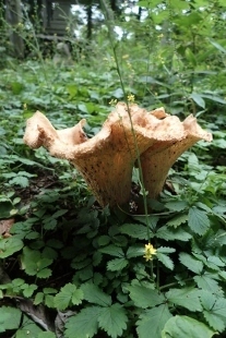 P9056858 (207x310).jpg