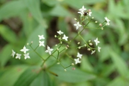 P9056870 (440x293).jpg