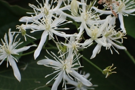 P9056872 (440x293).jpg