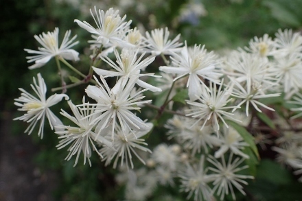 P9056878 (440x293).jpg