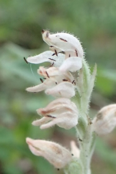 P9056882 (373x560).jpg