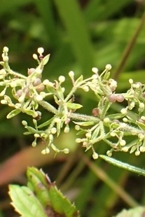 P9056891 (207x310).jpg