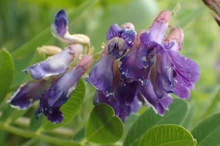 P9056897 (440x293).jpg