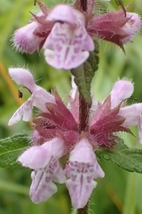 P9056903 (207x310).jpg
