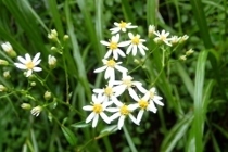 P9082692 (210x140).jpg