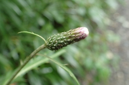 P9100617 (440x293).jpg