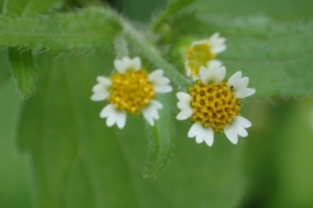P9106920ハキダメギク (440x293).jpg