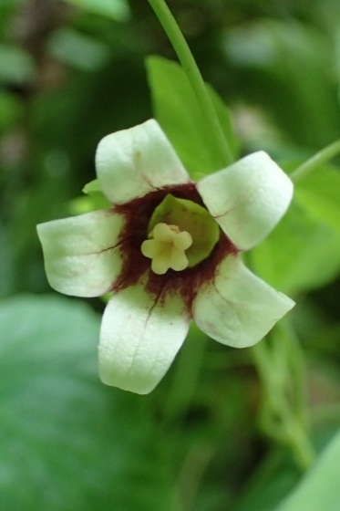 P9137254 (373x560).jpg