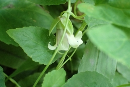 P9137256 (440x293).jpg