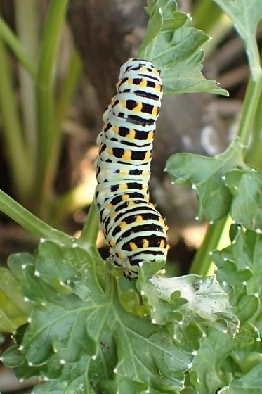 P9147286 (373x560).jpg