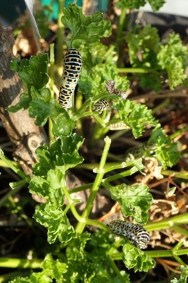 P9147287 (373x560).jpg