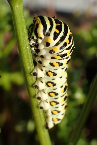 P9147290 (373x560).jpg