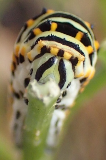P9147466 (373x560).jpg