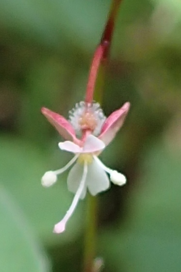 P9157388 (373x560)タニタデ.jpg