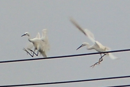 P9207385 (440x293).jpg